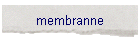 membranne
